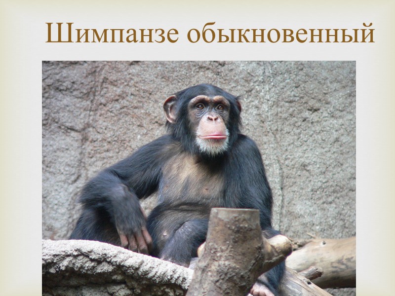 Шимпанзе обыкновенный